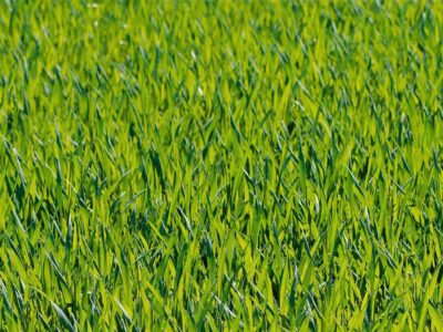 Garden landscaping near me Cottingham