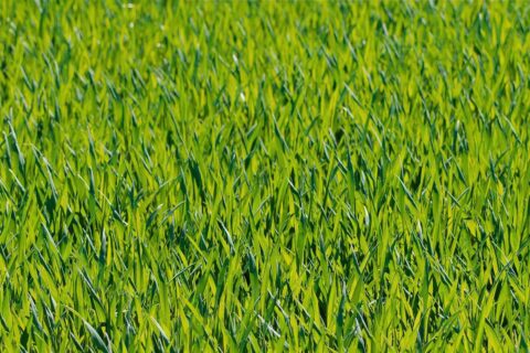Grass Turf Fitter Cottingham